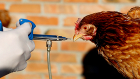 Российский учёный назвал возможные проблемы при вакцинации птиц от ВГП